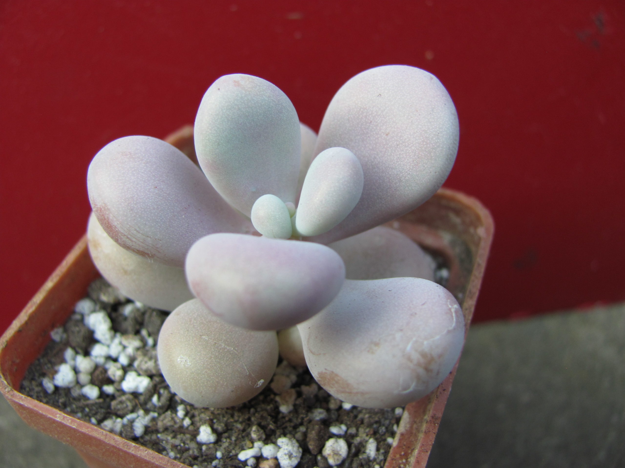 Pachyphytum Pink