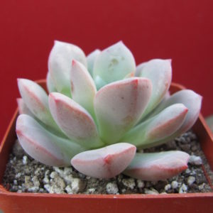 Echeveria    Jelly   Jem   hybr.