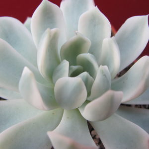 Echeveria   *Royal  Chrysanthemum*   variegata