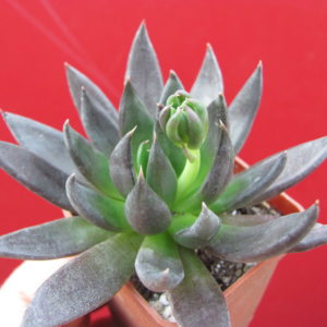 Echeveria   Black   Knight