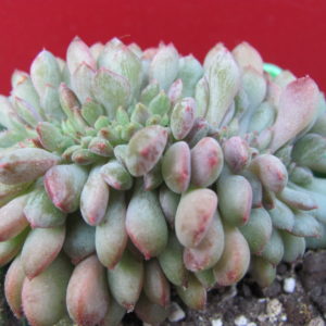 Echeveria     Fantasia   Carol   cristata