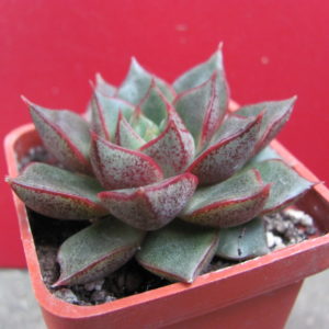 Echeveria    purpusorum  hybr.