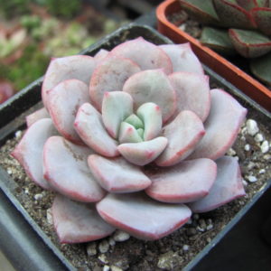 Echeveria     *Jelly   Jem*