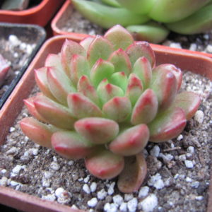 Echeveria   Bashful