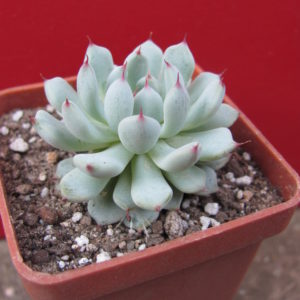 Echeveria   cuspidata   zaragoza