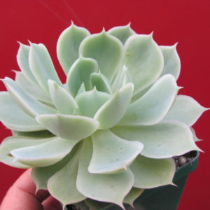 Echeveria     Laguna   Sanchez   hybr.