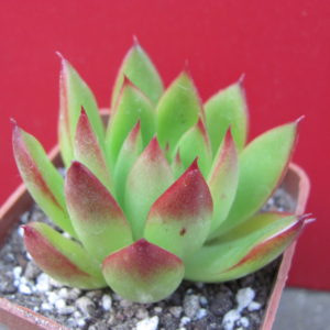Echeveria   agavoides   Cristmas