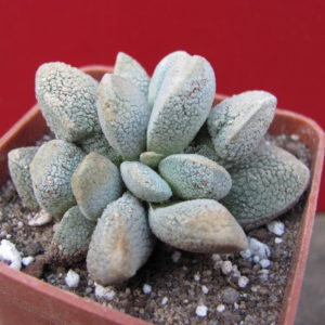 Crassula   tecta