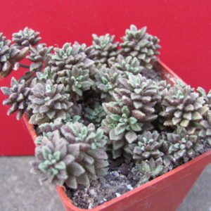 Monanthes    subcrassicaulis