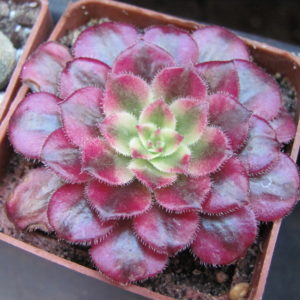 Aeonium    Mardi   Gras