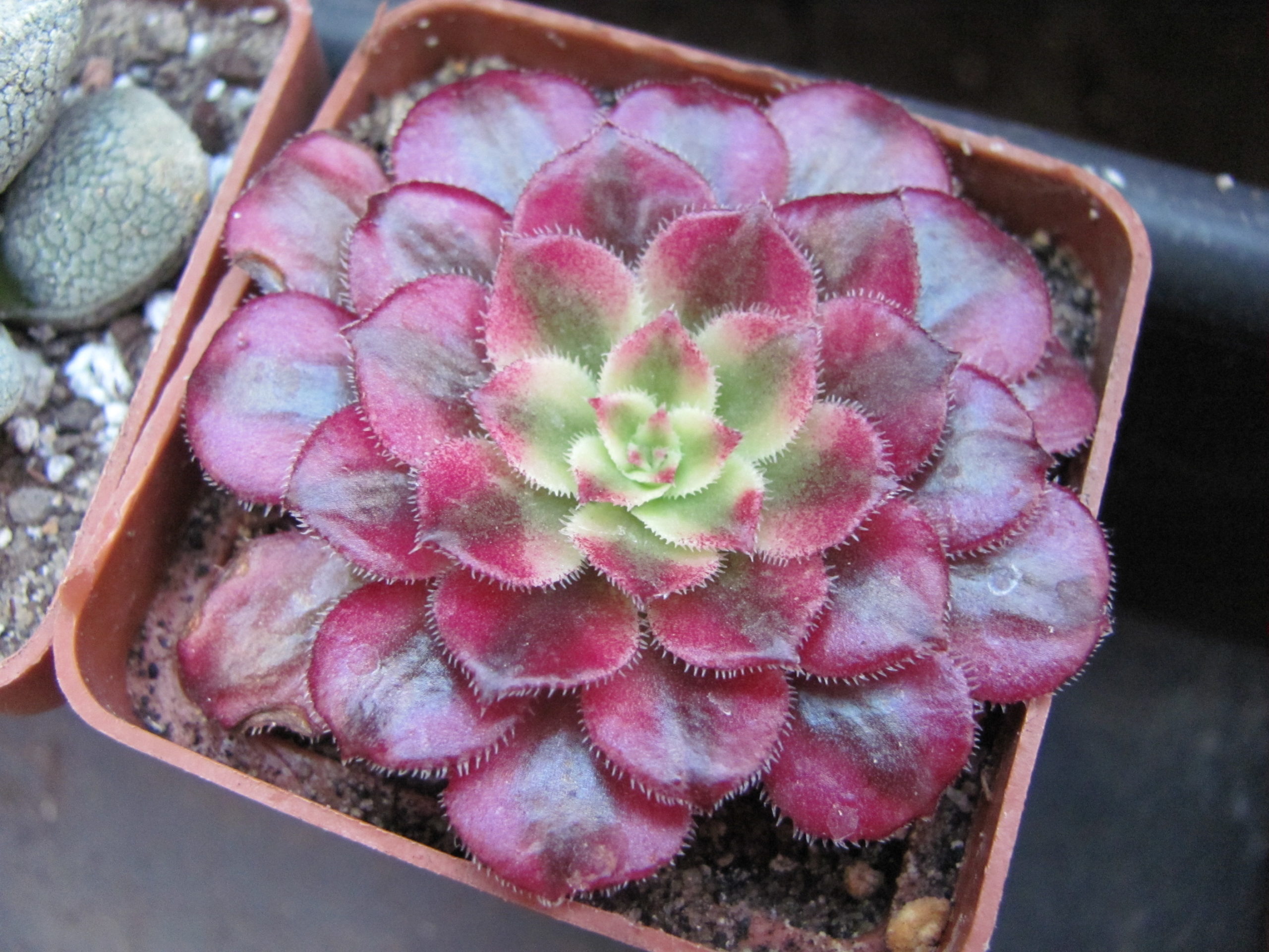 Aeonium    Mardi   Gras