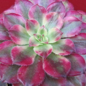 Aeonium   Mardi  Gras