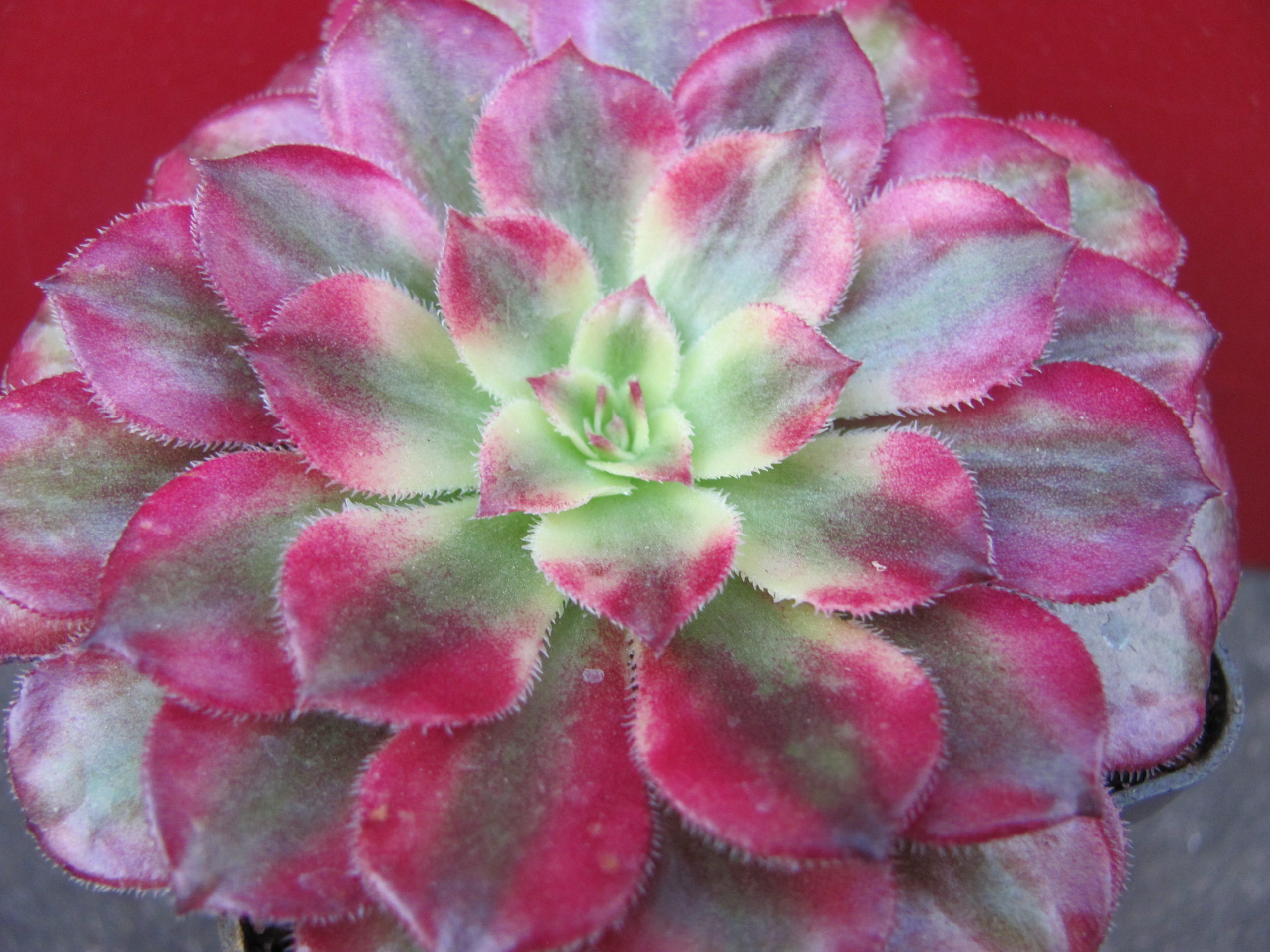 Aeonium   Mardi  Gras