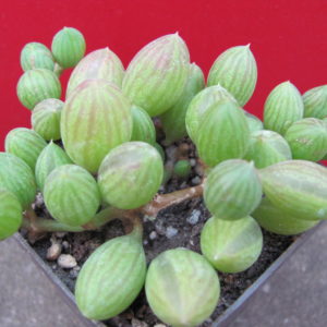 Senecio   herreianus