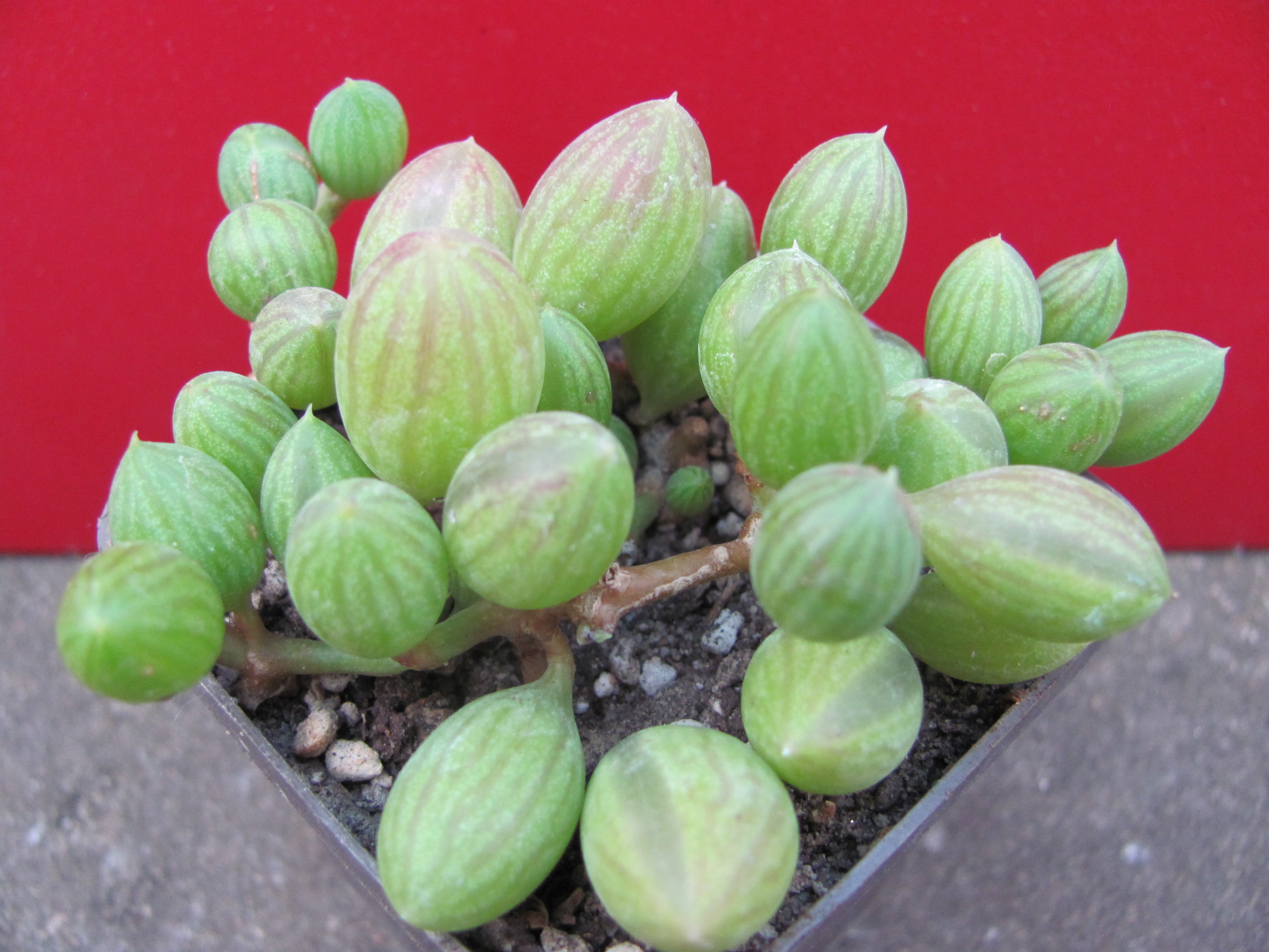 Senecio   herreianus