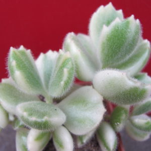 Cotyledon   tomentosa   variegata