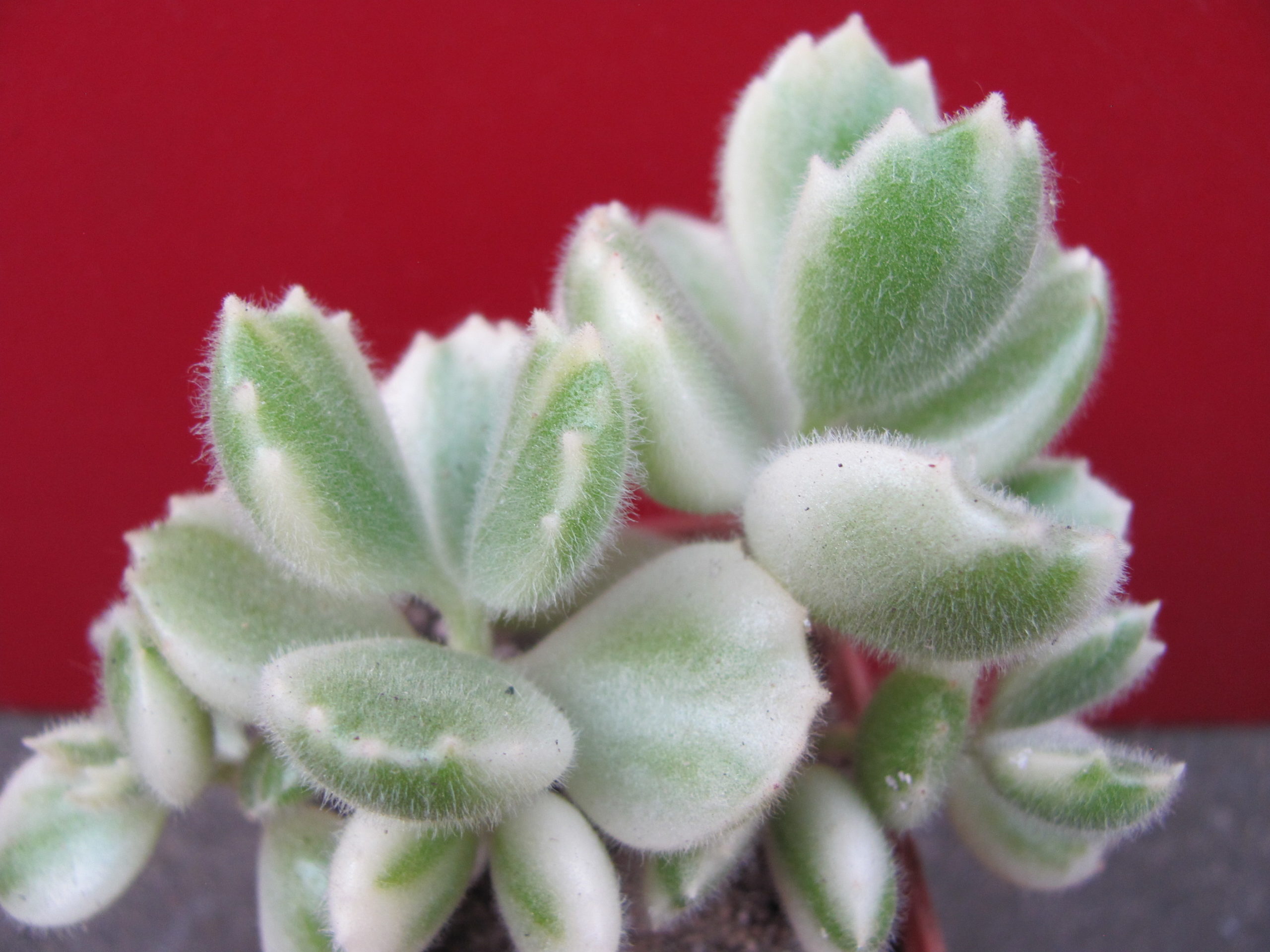 Cotyledon   tomentosa   variegata