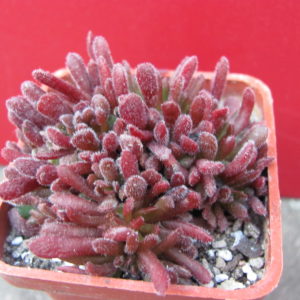 Crassula   pubescens