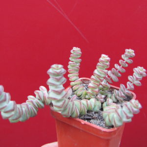 Crassula    marnieriana