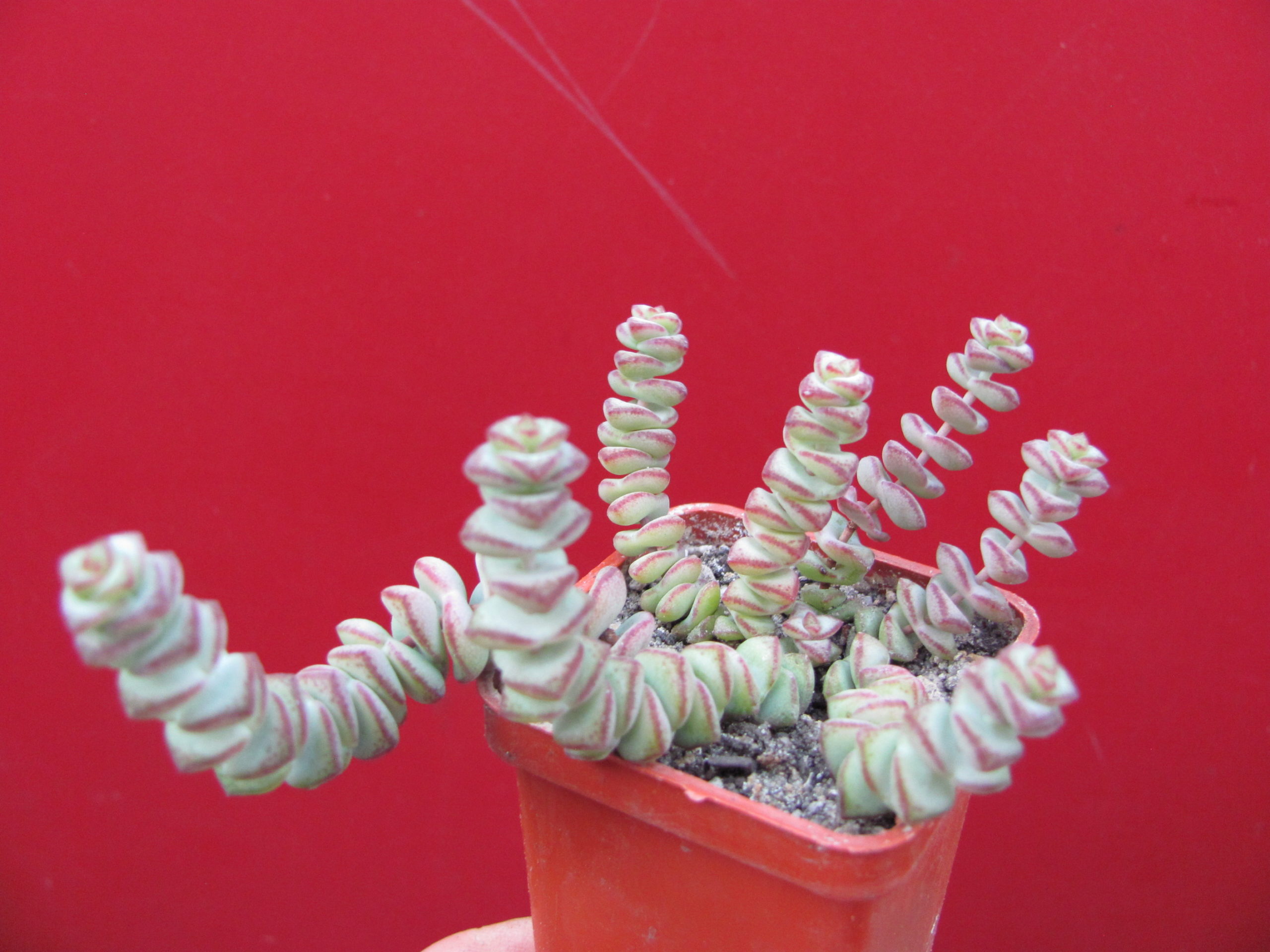 Crassula    marnieriana