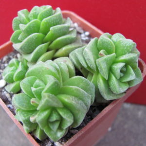 Crassula     Dorothy