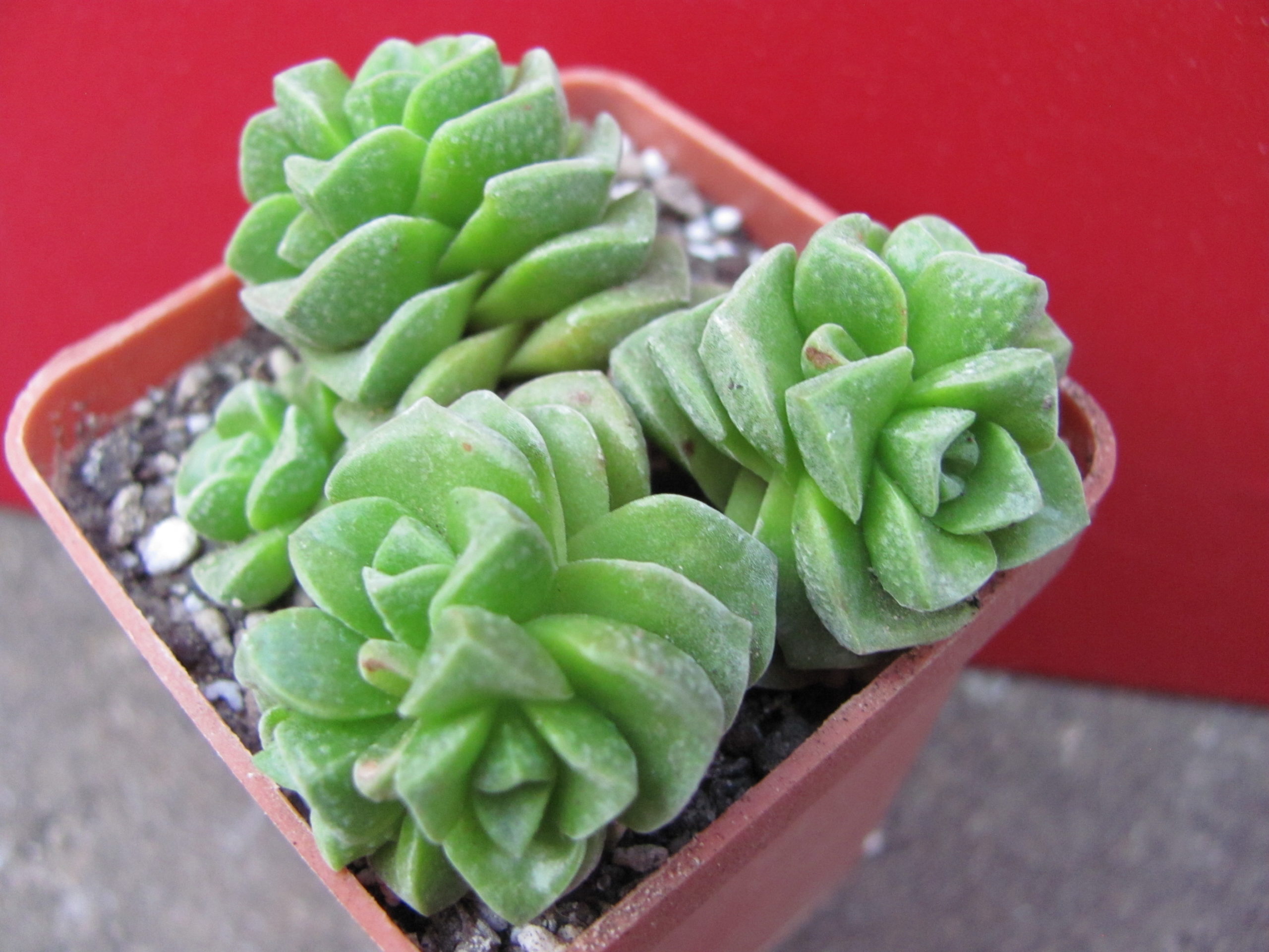 Crassula     Dorothy