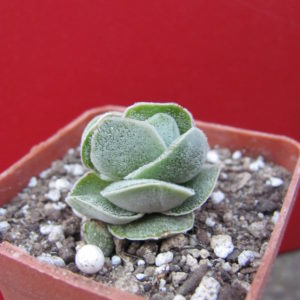 Crassula    Ivory   Pagoda