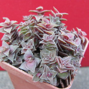 Crassula    corymbulosa