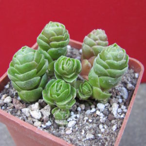 Crassula   Emerald