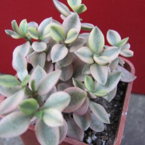 Crassula    volkensii    variegata