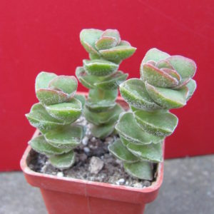 Crassula    Jade   Tower