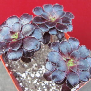 Aeonium    shwarzkopf    3 разом