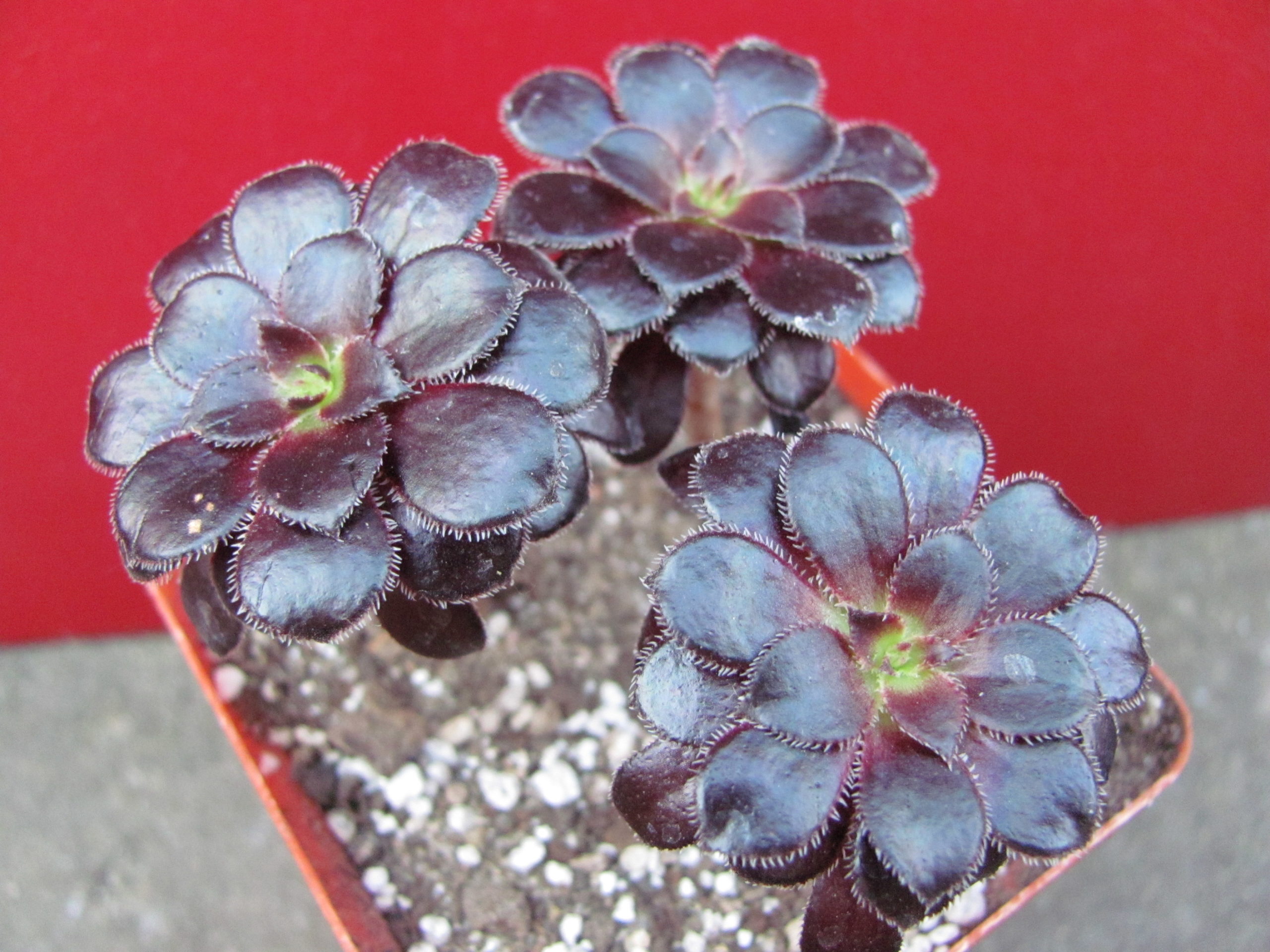 Aeonium    shwarzkopf    3 разом