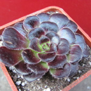 Aeonium    shwarzkopf