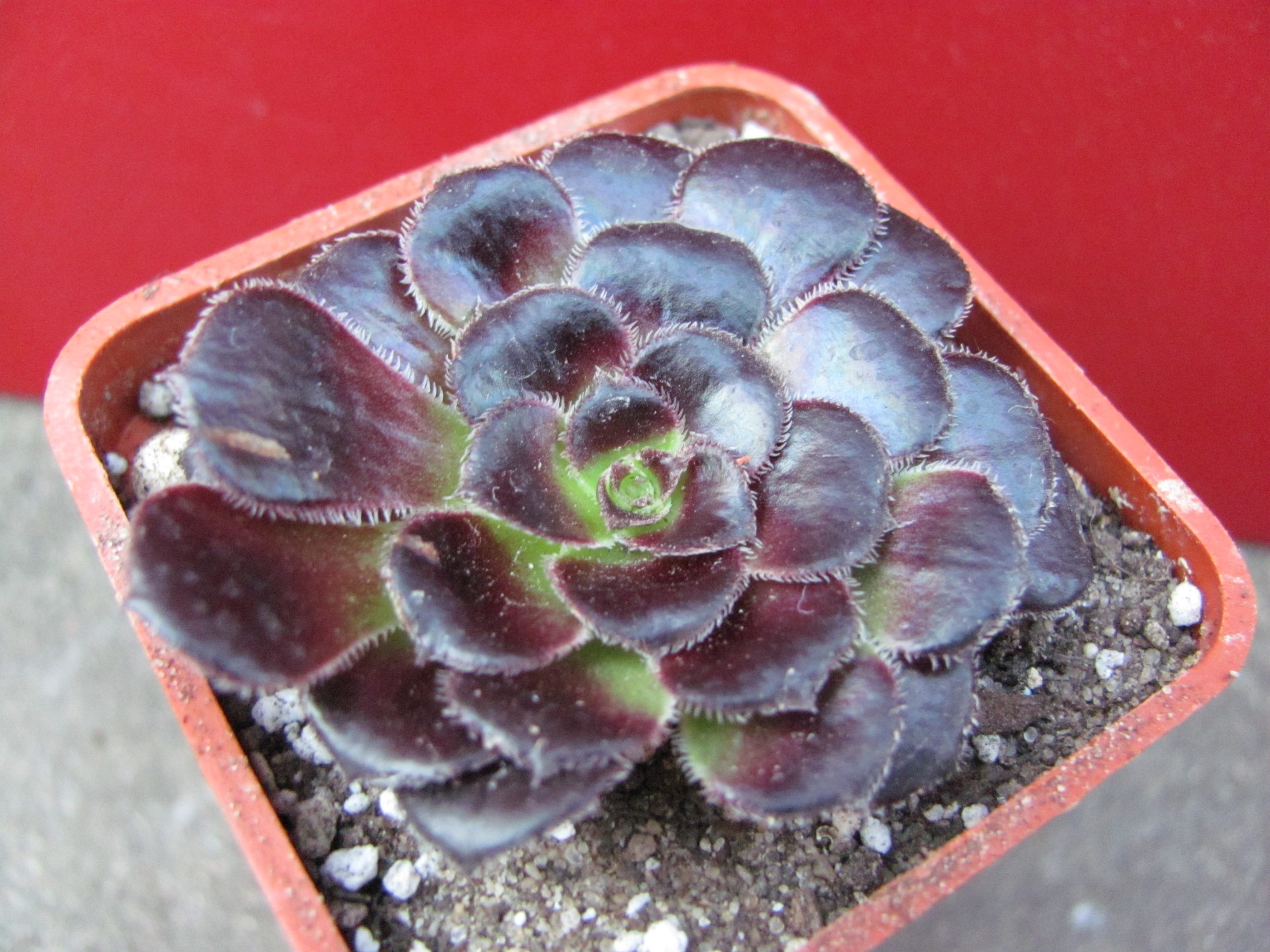 Aeonium    shwarzkopf