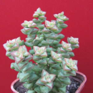 Crassula    pubescens    *Tom   Tumb*