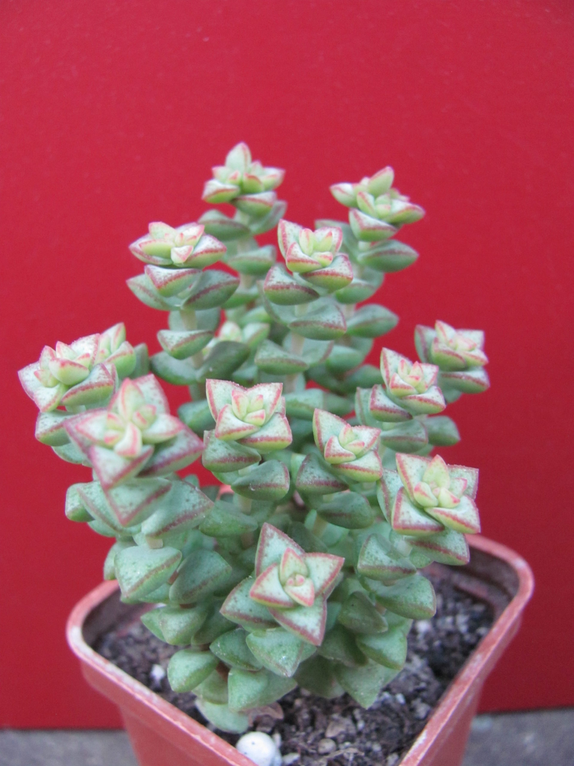Crassula    pubescens    *Tom   Tumb*