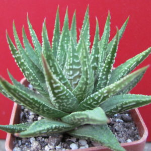 Haworthia    limifolia   hybr.      Japan