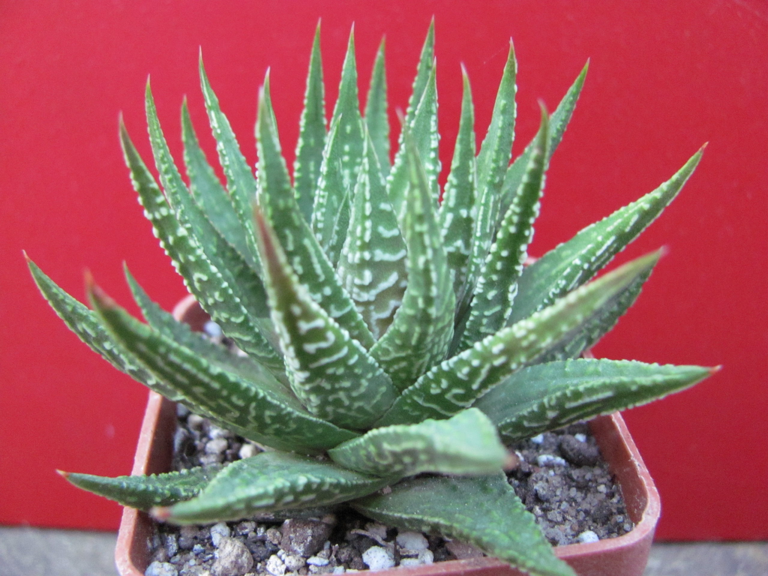 Haworthia    limifolia   hybr.      Japan