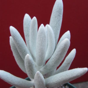 Senecio   haworthioides    F2