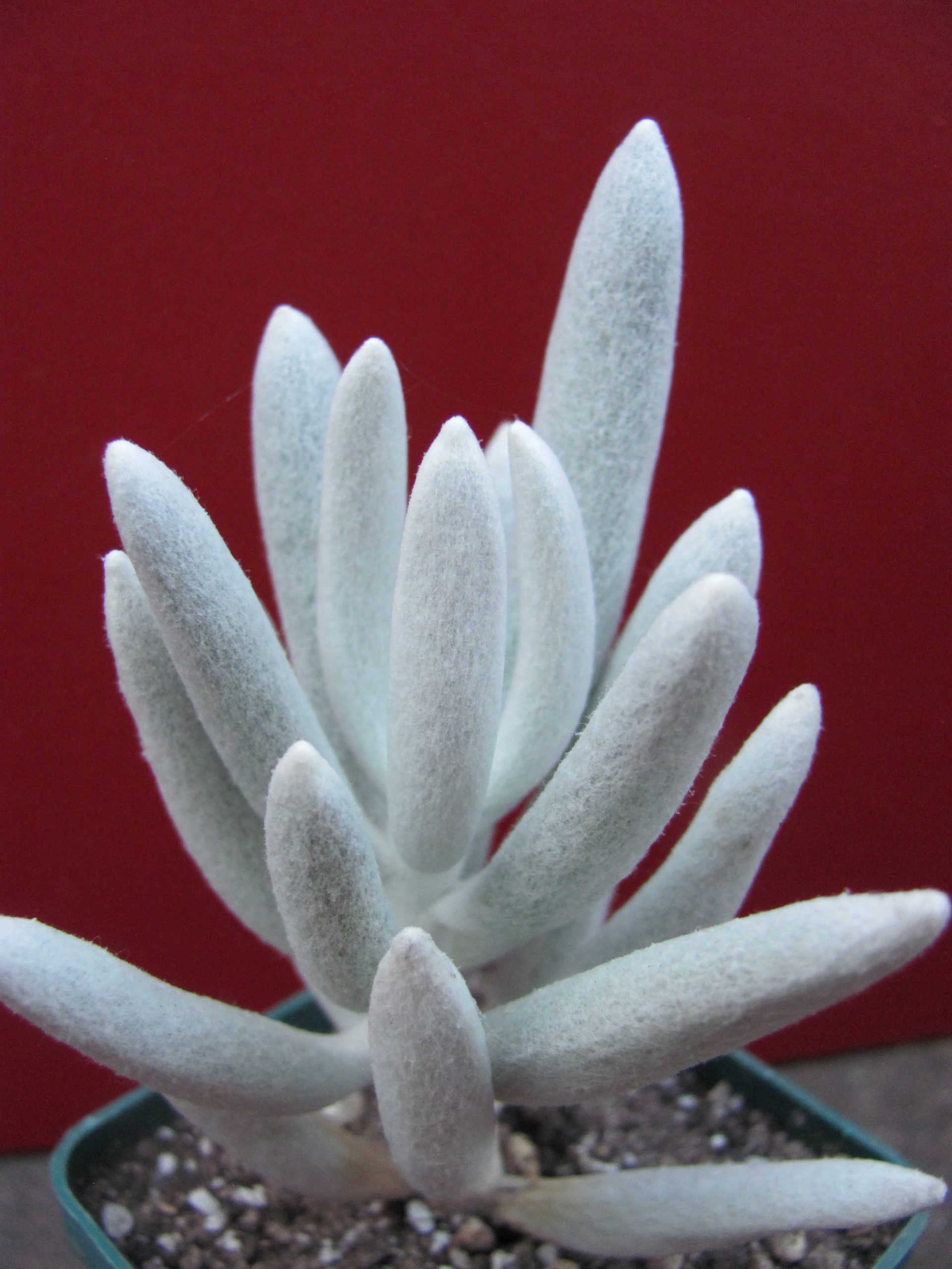 Senecio   haworthioides    F2