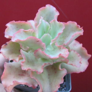 Echeveria    Blue   Giant