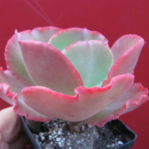 Echeveria    Fire  Light