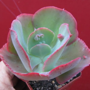 Echeveria     Raggamuffin