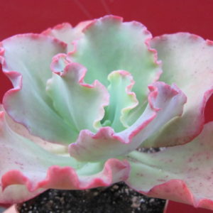 Echeveria    Aguarius   Red