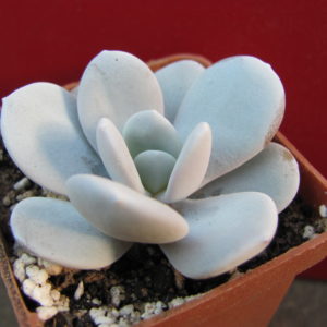 Echeveria    laui