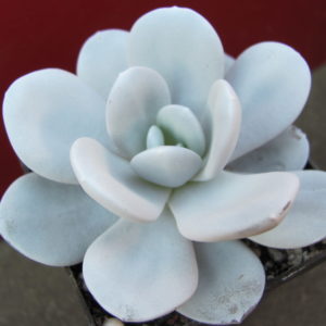 Echeveria    laui