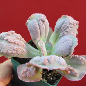 Echeveria    linguas