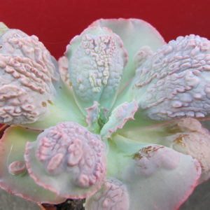 Echeveria   linguas