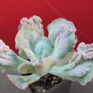 Echeveria     linguas